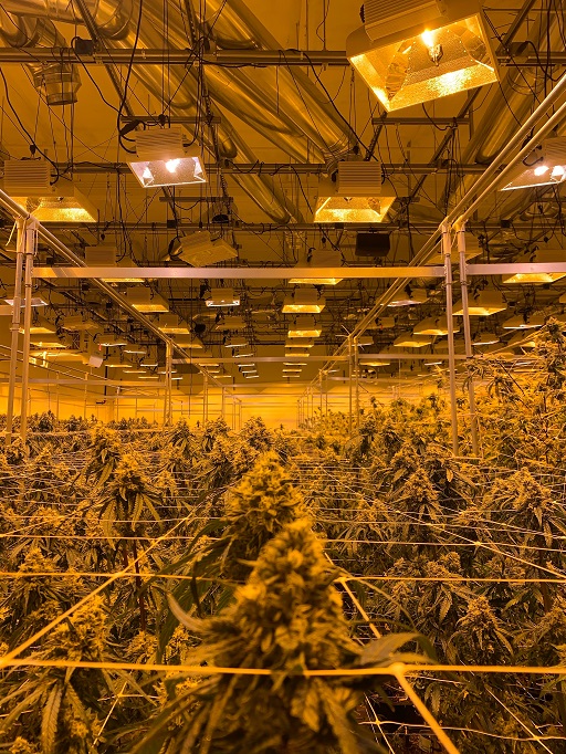Marijuana Industry in Michigan