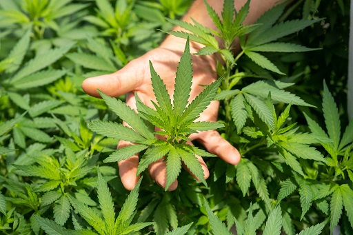 how to grow marijuana in AZ?