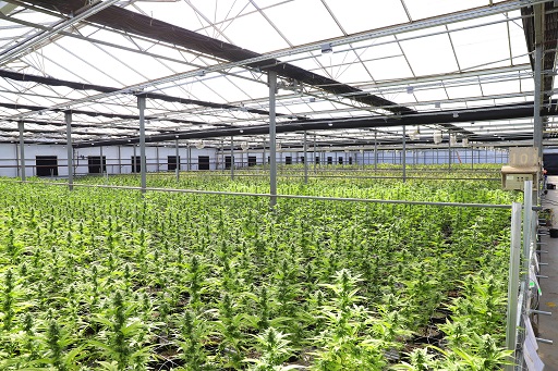 how to grow marijuana in AZ?